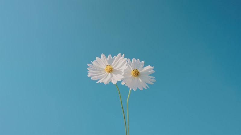 Two white cosmos flowers against a blue sky