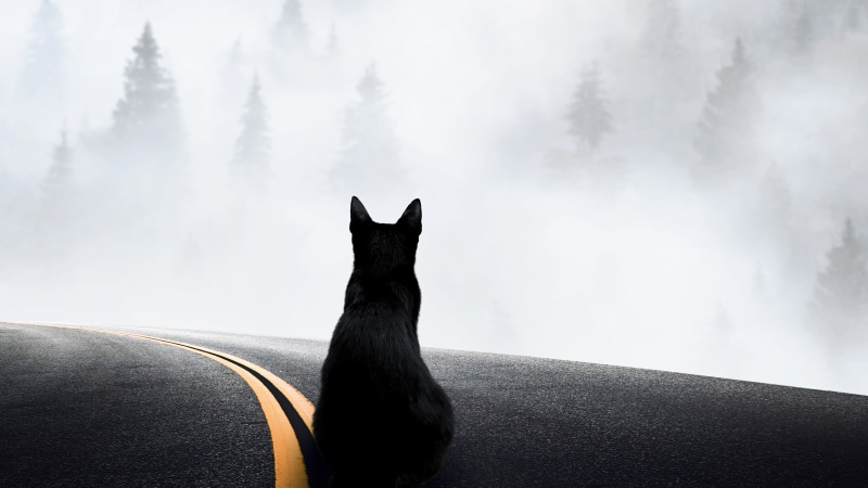Black cat on a foggy road with trees