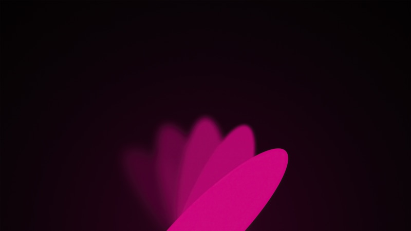 Pink petals on a dark background