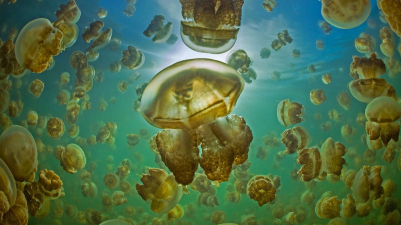 Underwater scene with many jellyfish