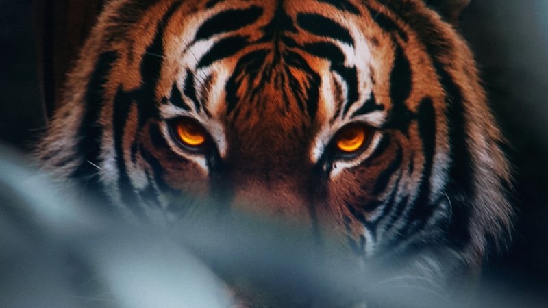 Tiger with glowing orange eyes