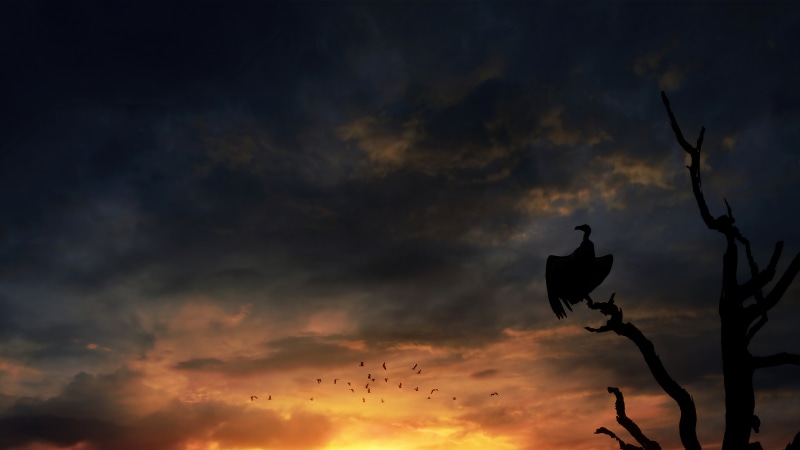 Vulture perched on a dead tree at sunset