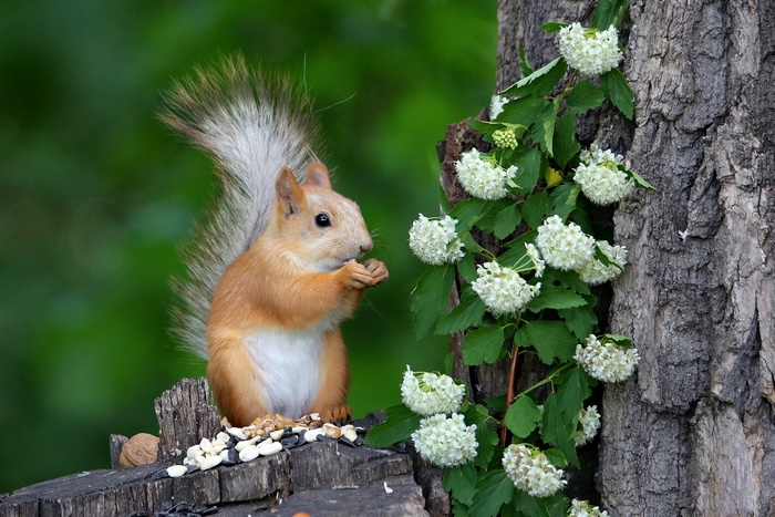Squirrel eating nuts on a stump with white flowers