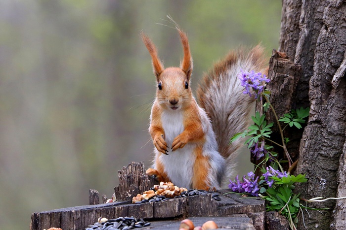 Squirrel standing on a log with nuts and purple flowers