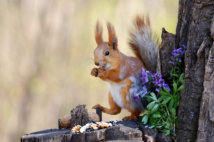 Red squirrel eating nuts on a tree stump with flowers