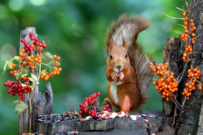 Red squirrel feasting on seeds and berries