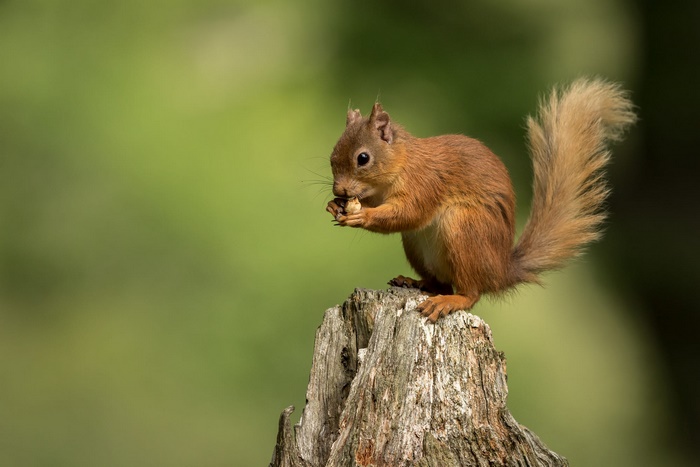 Red squirrel eating a nut on a tree stump