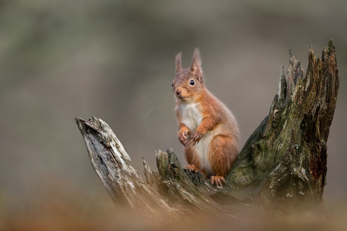 Red squirrel on a tree stump