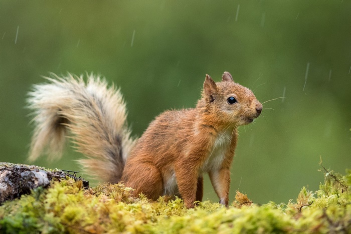 Alert red squirrel in the rain