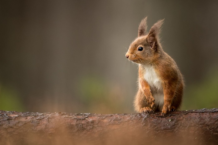 Cute Red Squirrel Sitting on a Log