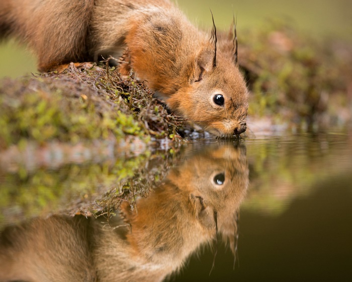Squirrel drinking water with reflection