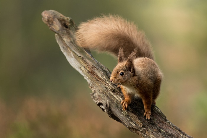 Red Squirrel on Tree Branch