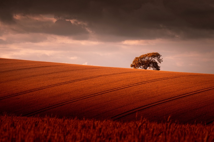 Lone tree on a golden field under dramatic sky