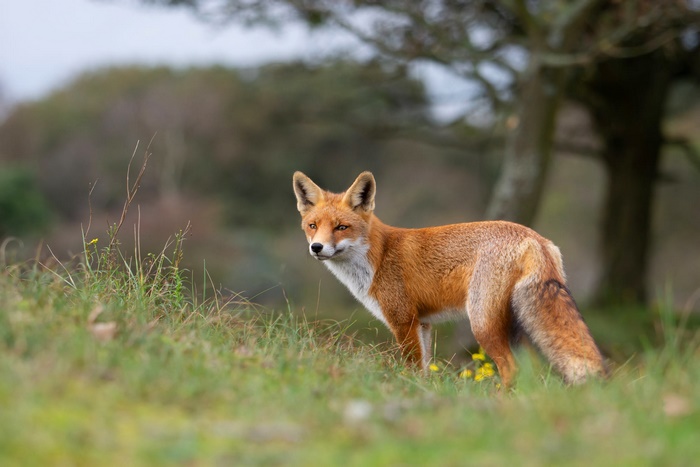 Beautiful red fox in the wild