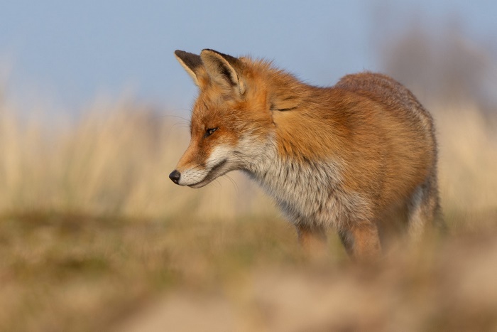 Red Fox in Golden Light