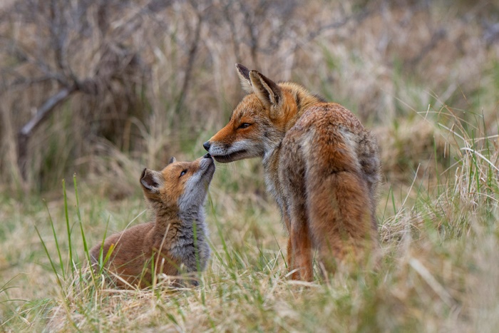 Wild foxes: Mother and baby nuzzle