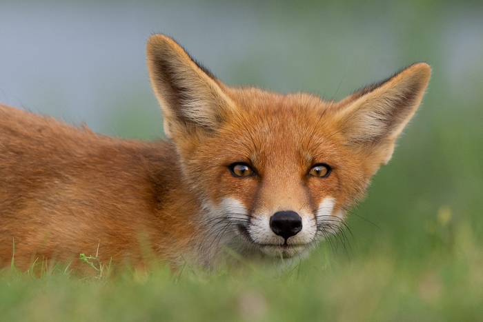 Fantasy Fox HD, Wildlife, HD Wallpaper | Rare Gallery