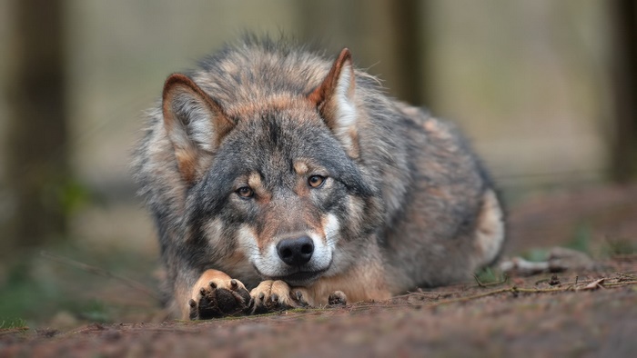 Resting wolf, a majestic predator in the wild