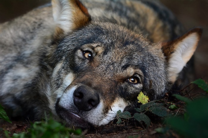 Wolf predator with golden eyes resting