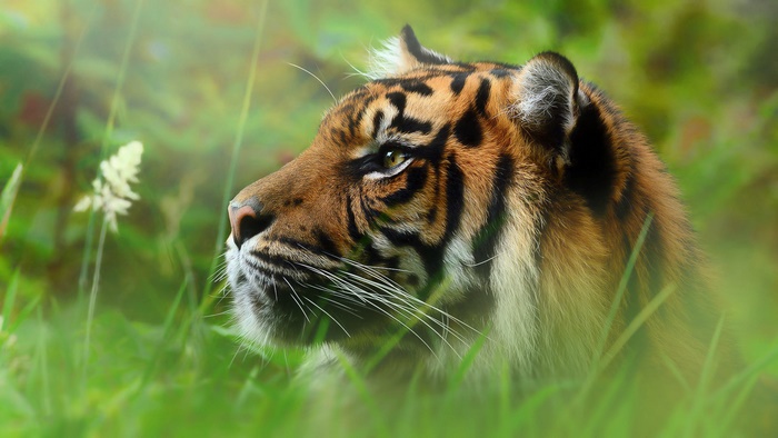 Majestic Tiger in Lush Green Grass
