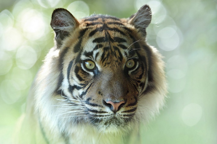 Stunning tiger portrait with bright green eyes