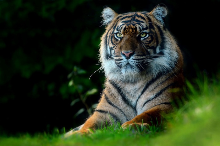 Majestic Tiger, a Powerful Big Cat Resting in Grass