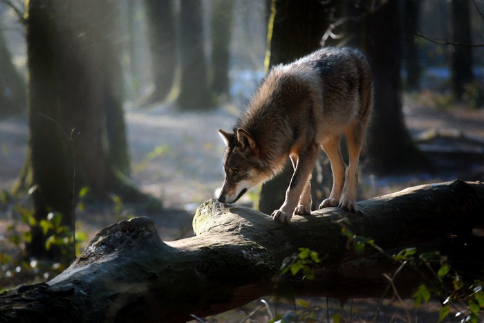 Wolf predator sniffing log in sunlit forest
