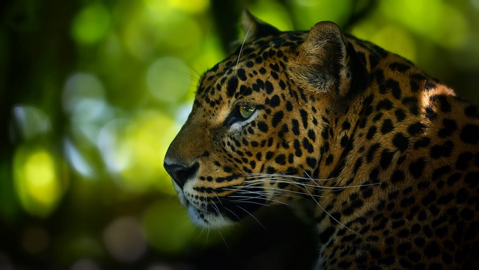 Majestic Leopard Big Cat with Green Eyes
