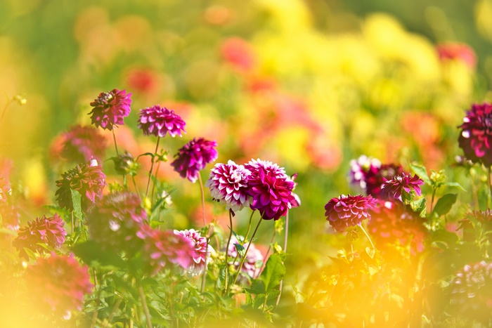 Beautiful Purple Dahlia Flowers in Bloom