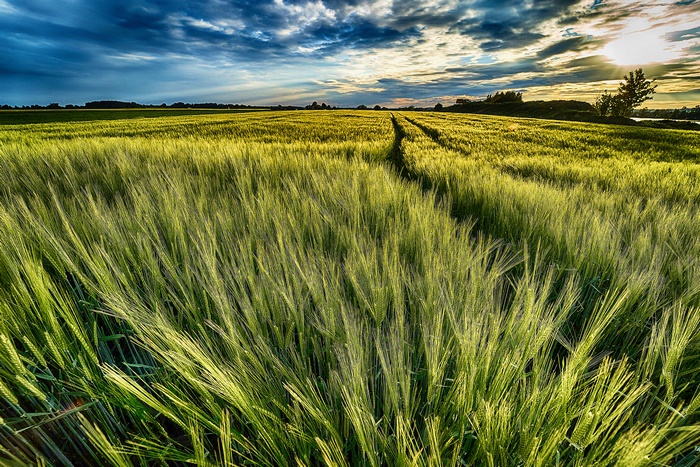 Golden light on a green wheat field at sunset