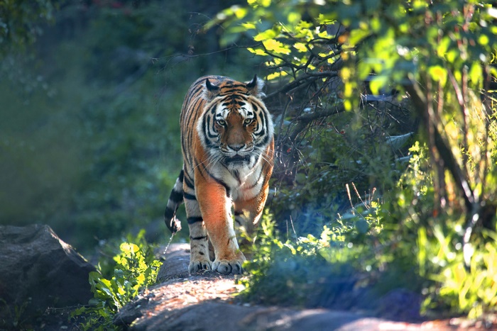 Wild Tiger Walking in a Sunlit Forest