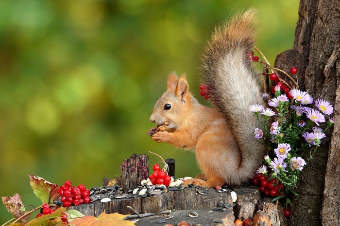 Squirrel eating a nut on a decorated autumn stump