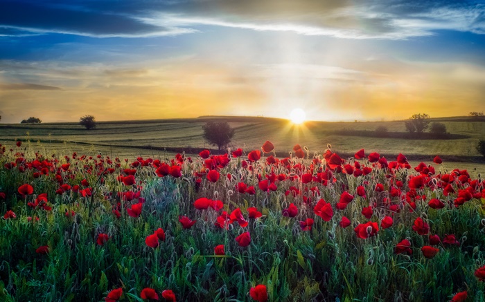 Sunrise over a Field of Red Poppies in Summer
