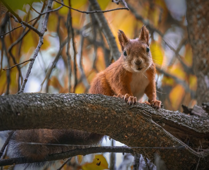 Curious Squirrel on a Branch in Autumn