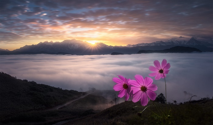 Mountain Sunrise above Sea of Clouds with Pink Flowers