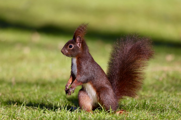Red squirrel standing in green grass 4K