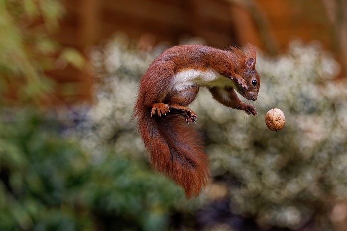 Red squirrel jumping to catch a walnut