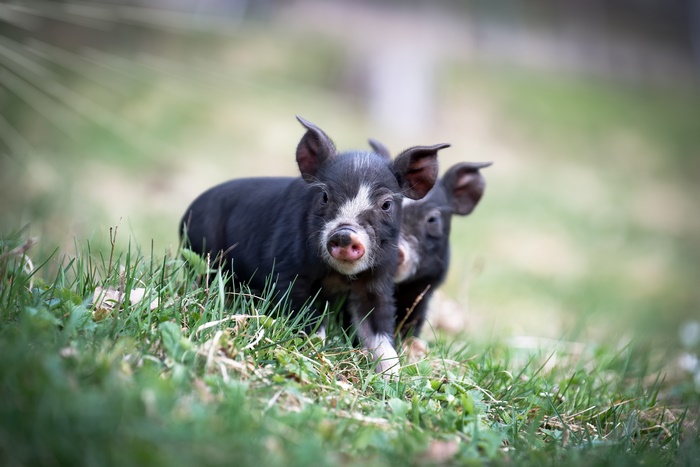 Cute black piglets playing in green grass