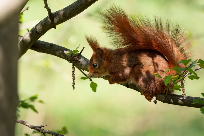 Red squirrel perched on a tree branch