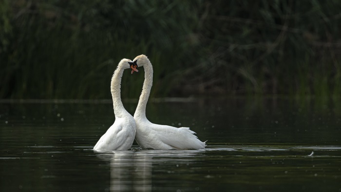Mute Swan Couple Forming Heart Shape on Water
