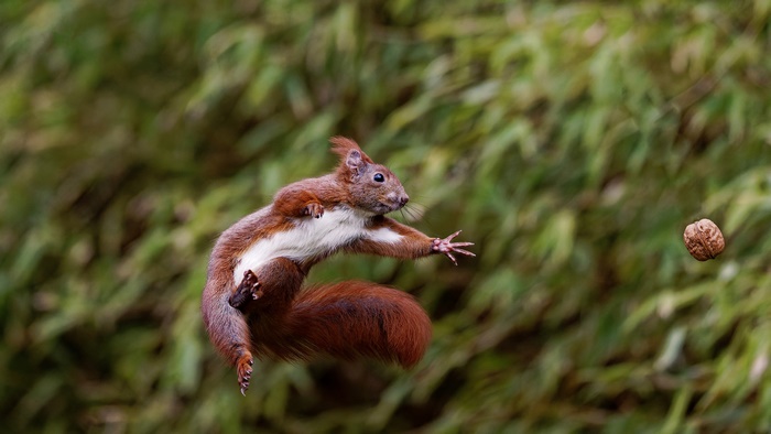 Red squirrel leaping to catch a nut