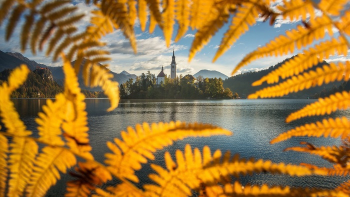 Lake Bled Church Island framed by Golden Autumn Leaves