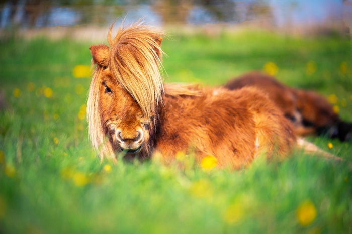 Cute Pony with Bangs Resting in Green Grass