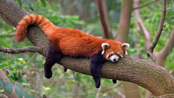 Red Panda relaxing on a tree branch at Chengdu Panda Base