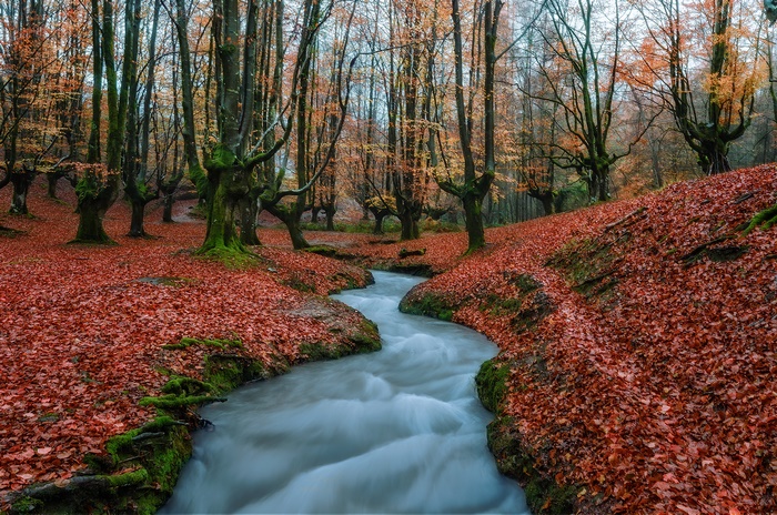Autumn Forest Stream with Red Leaves