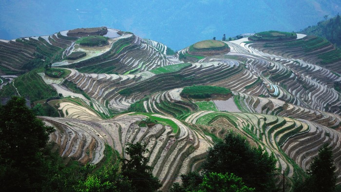 Lush Green and Water-Filled Rice Terraces