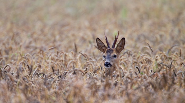 Roebuck in a field of golden wheat