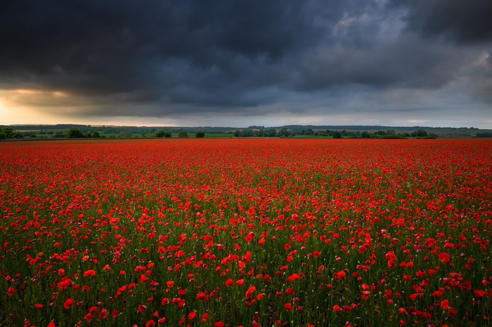 Red Poppy Field under Dramatic Sky