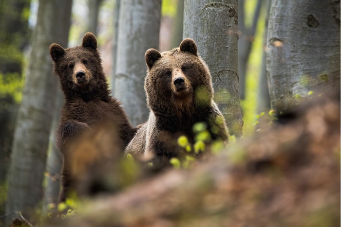 Brown bear and cub in forest wildlife