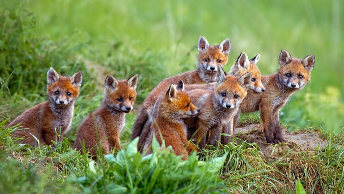 Eight adorable fox cubs in the grass